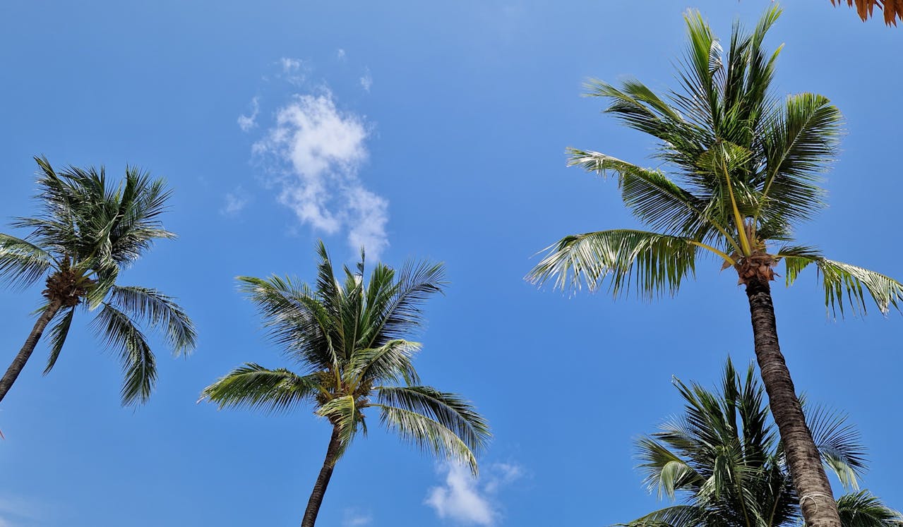 야자수와 하늘이 보이는 사진 이미지